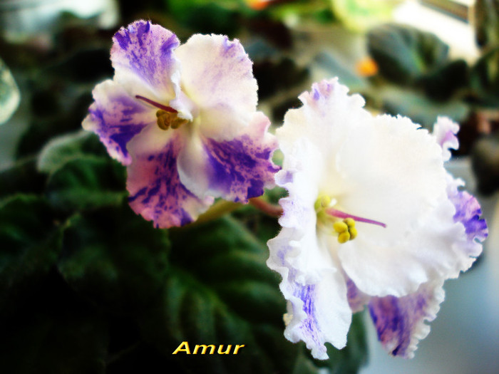 Amur (25-03-2012) - Violete 2012