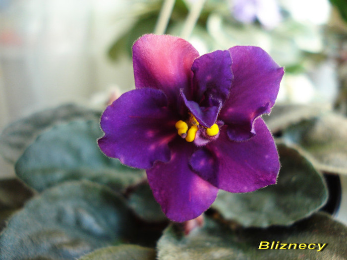 Bliznecy (25-03-2012) - Violete 2012