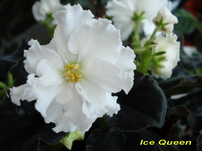 Ice Queen (25-03-2012) - Violete 2012