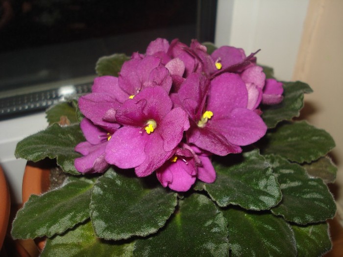 24.03.2010 - flori - violete 2012