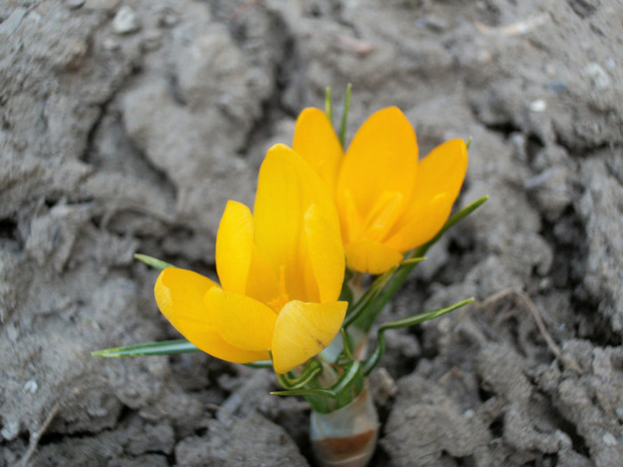 100_7788 - crocusi 2012