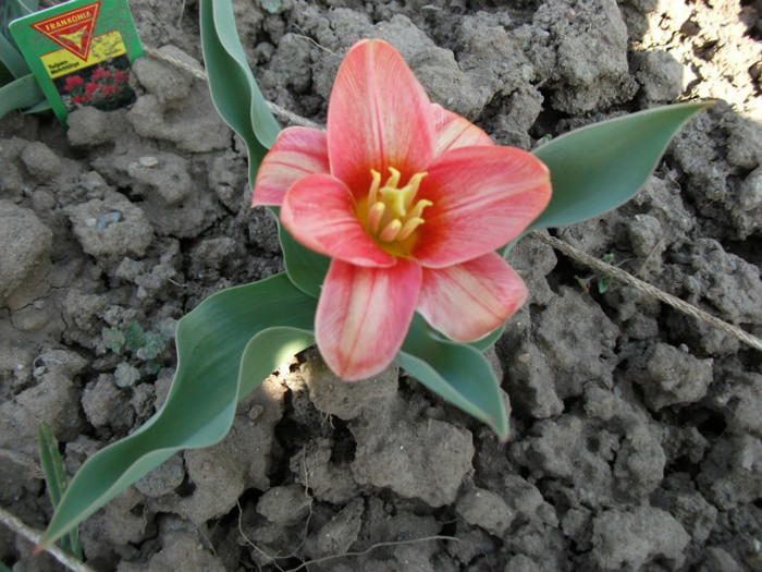 Tulipa Botanica Fashion - Lalele