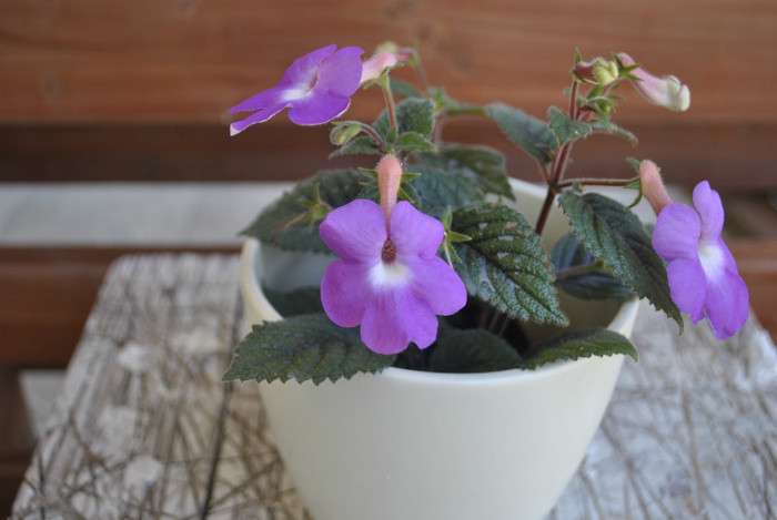 1344 - Achimenes 2011