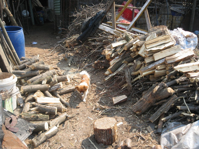 Recolta de lemne,martie 2012; Fasonat,taiat copaci de pe la vecini=lemne de foc
