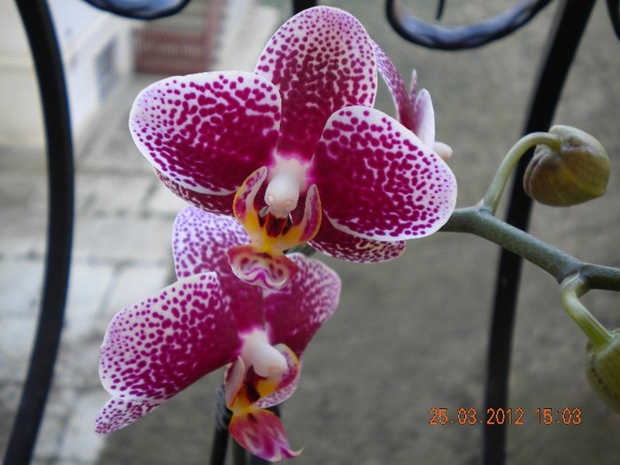 noua pistruiata! - orhidee 2012