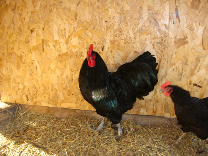 DSC00227 - AUSTRALORP