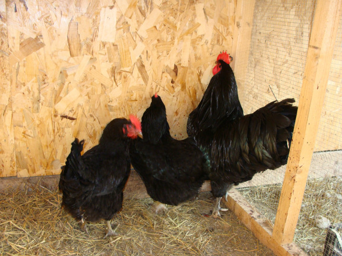 DSC00228 - AUSTRALORP