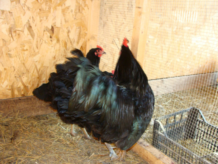 DSC00229 - AUSTRALORP