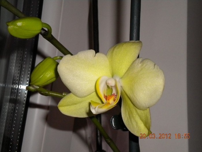 lamaita mea cea draga! - orhidee 2012