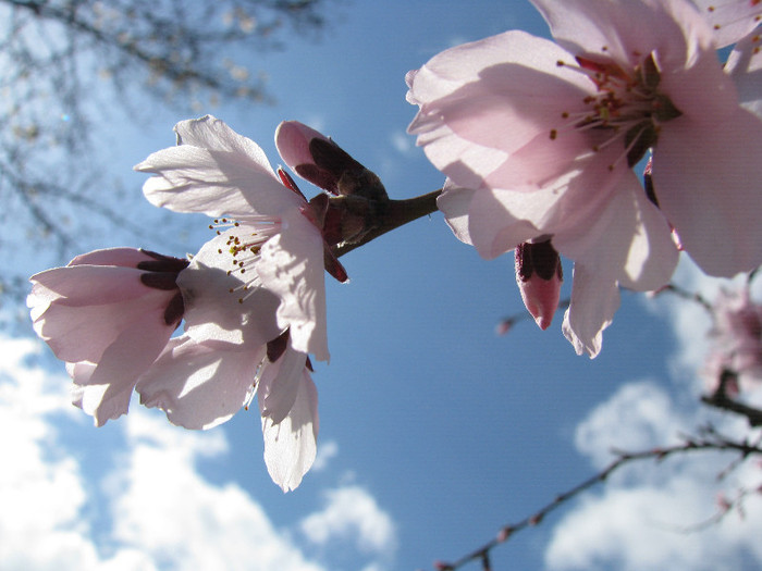  - Natura - inprejurimile Sighisoarei