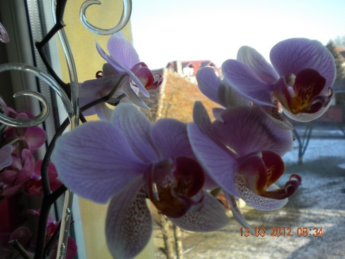  - orhidee 2012