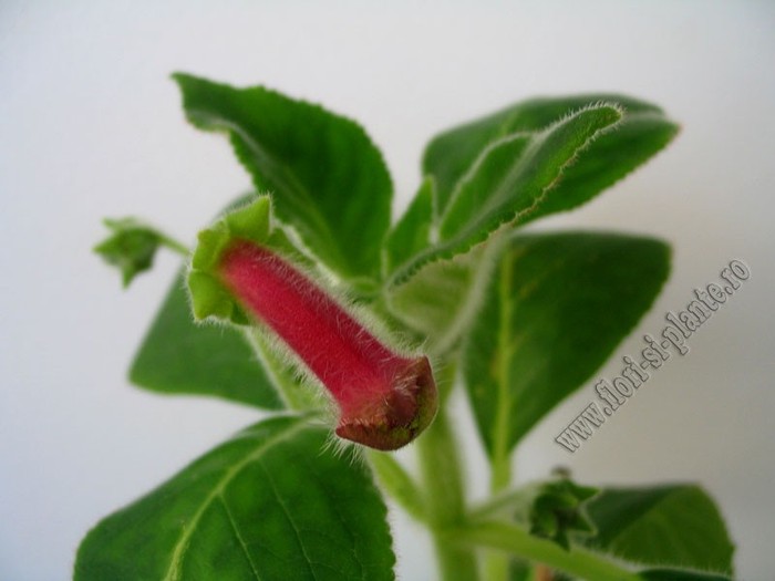 NEW -Kohleria Alida - KOHLERIA I