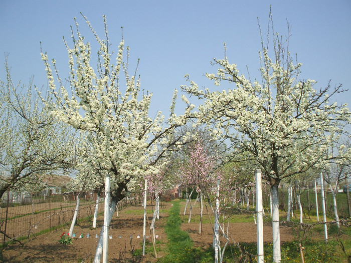 11.04.2009,pruni infloriti - POMI INFLORITI