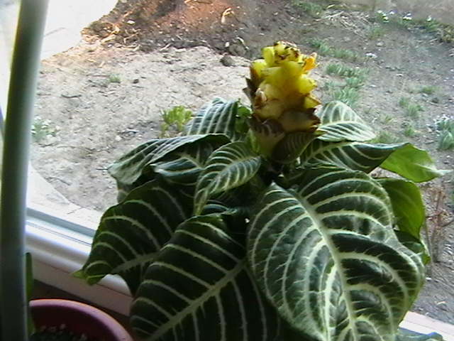 aphelandra - oxigenul din case 2012