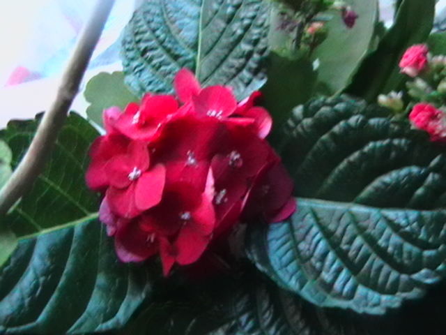 hortensie rosie - oxigenul din case 2012