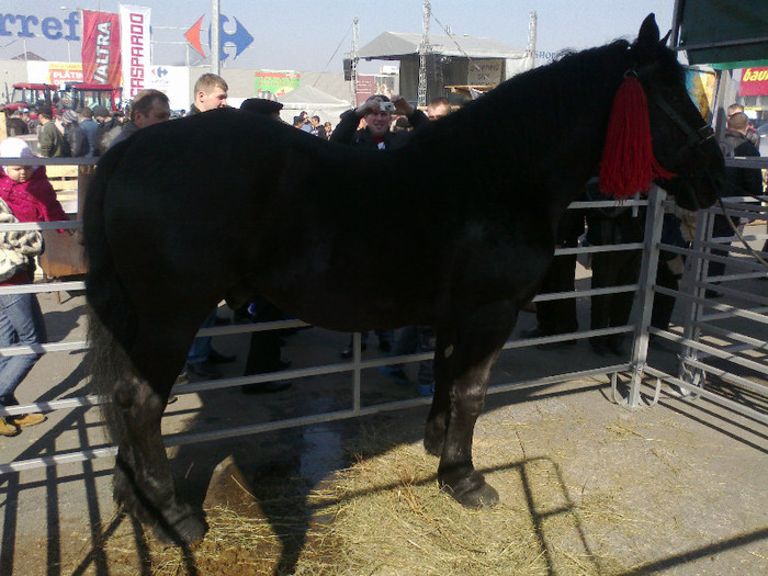 18032012021 - Suceava - martie 2012
