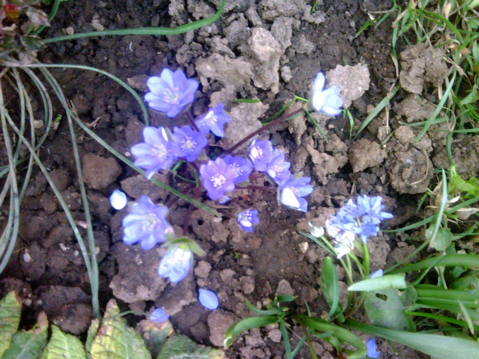 059 - plante de gradina