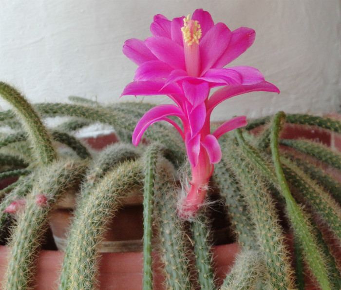 Aporocactus flagelliformis