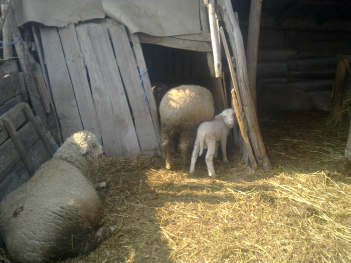 25032012994 - MERINOS DE PALAS