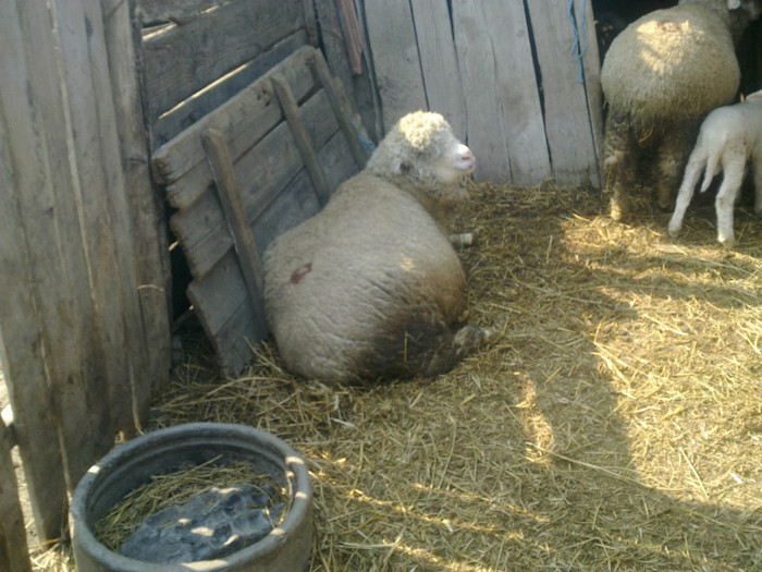 25032012995 - MERINOS DE PALAS