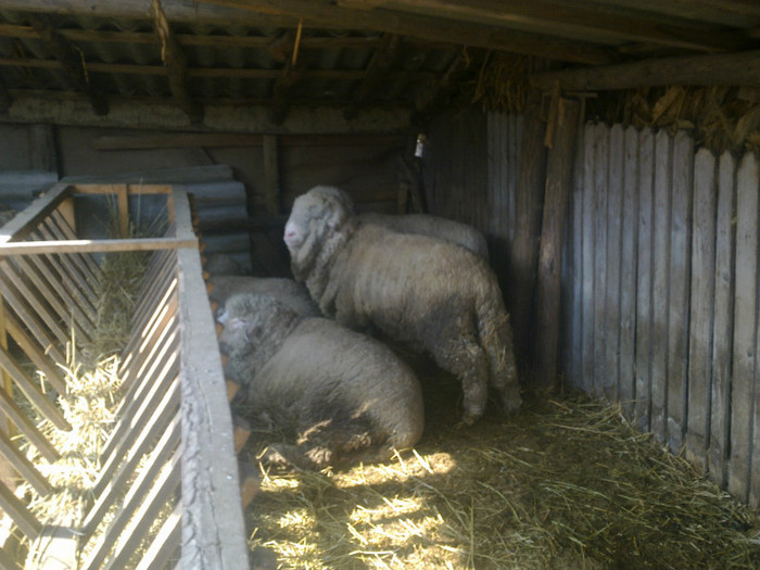 25032012998 - MERINOS DE PALAS