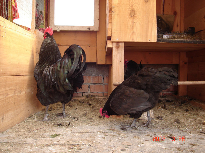 DSC07798 - Australorp