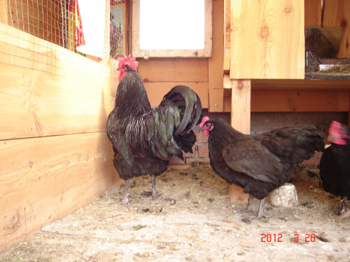 DSC07799 - Australorp