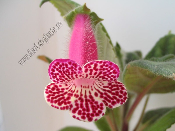 Kohleria Grace - KOHLERIA II