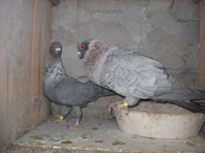 egipteni swift argintii 25.03.2012