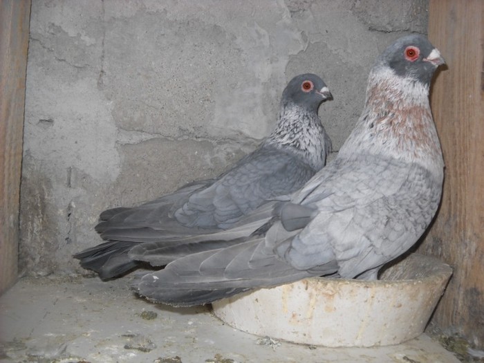 egipteni swift argintii 25.03.2012