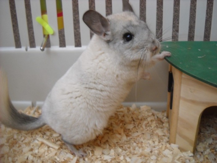 chinchilla bej caut femela