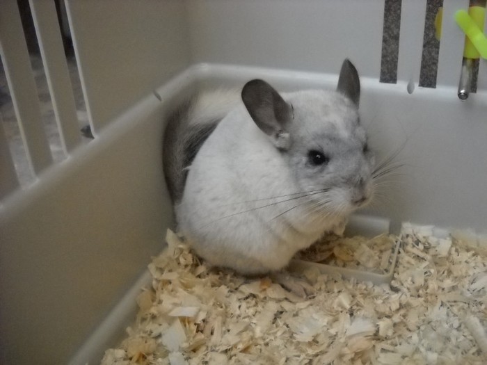 chinchilla bej caut femela