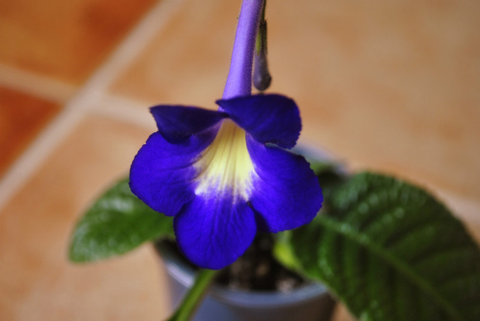 CF-Petrodvorets (RU) - Streptocarpus 2011