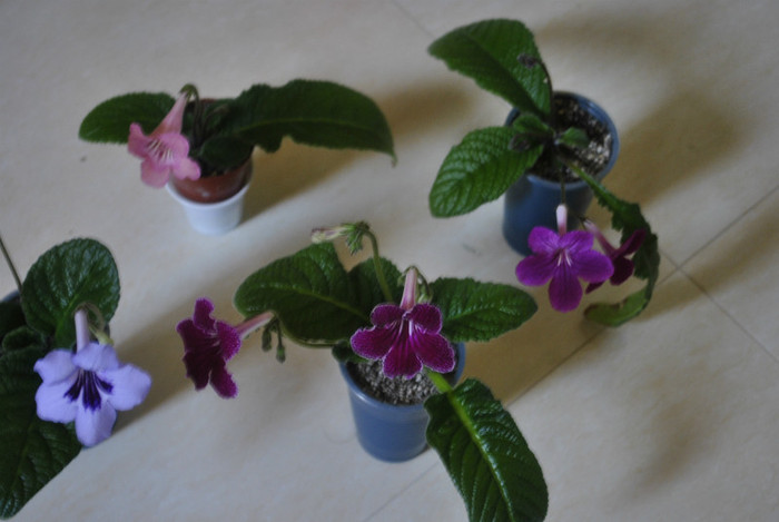 grup strepto - Streptocarpus 2011