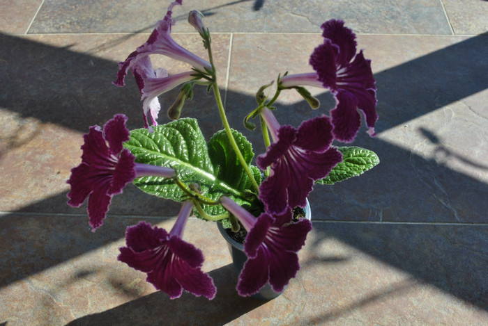 Pantry Sun (RU) - Streptocarpus 2011