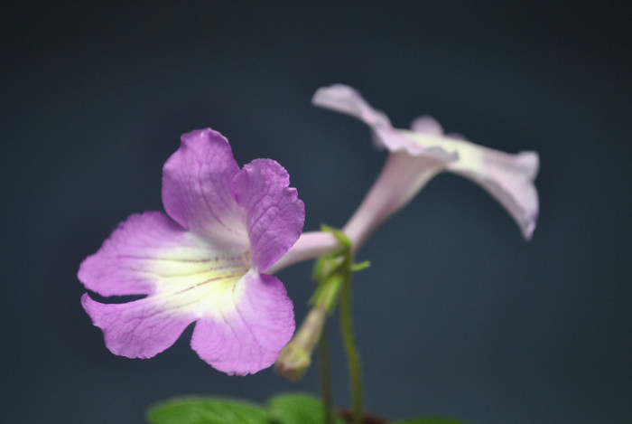 938 - Streptocarpus 2011