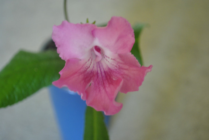 CF - Creme de Rose (RU) - Streptocarpus 2011