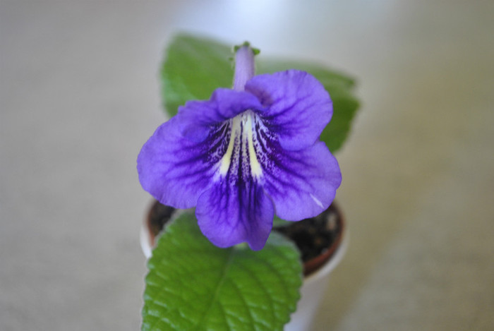 Bristol's Smelly Cat ( fragrant) - Streptocarpus 2011