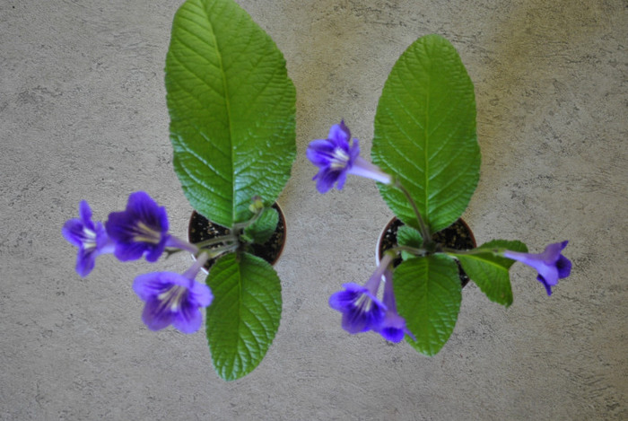 1100 - Streptocarpus 2011