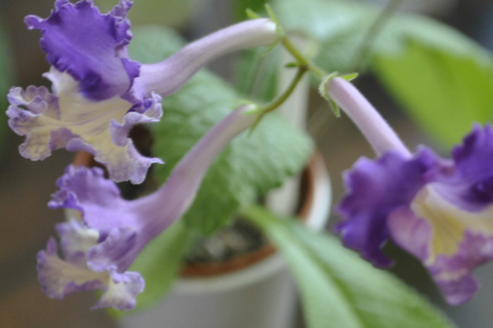 Silvia - Streptocarpus 2011