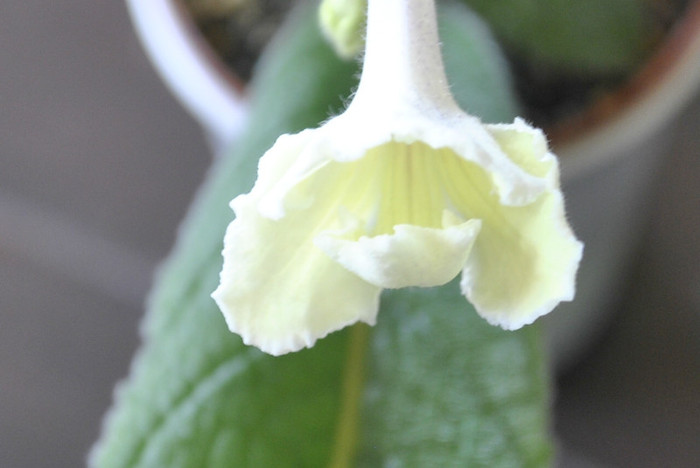 Alissa - Streptocarpus 2011