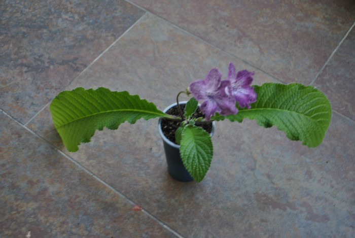 Hototogisu - Streptocarpus 2011