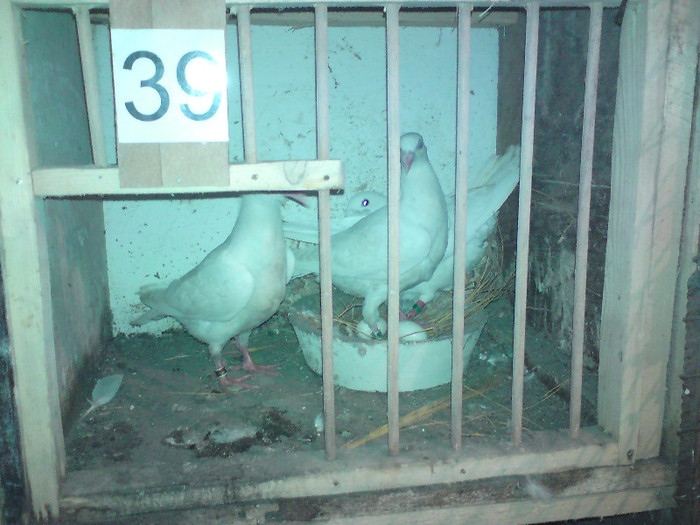 albi frati  din  perechea de la  39-parinti lor au  alte  oua