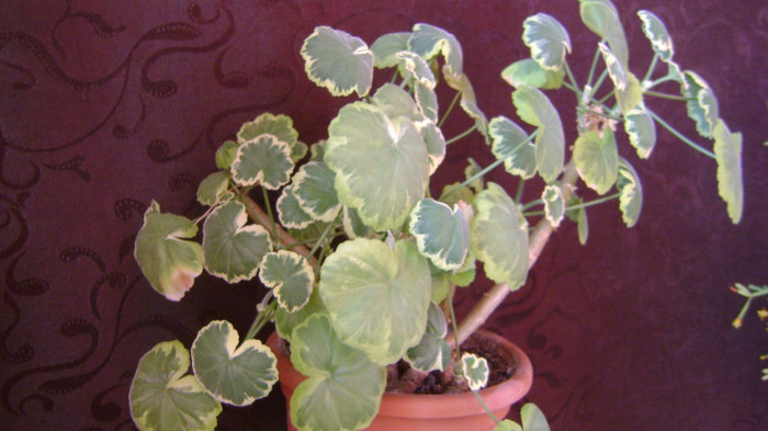 VARIEGATA - MUSCATE BALCON