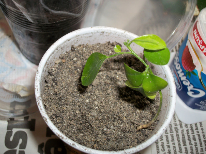 murraya - prietenele practic