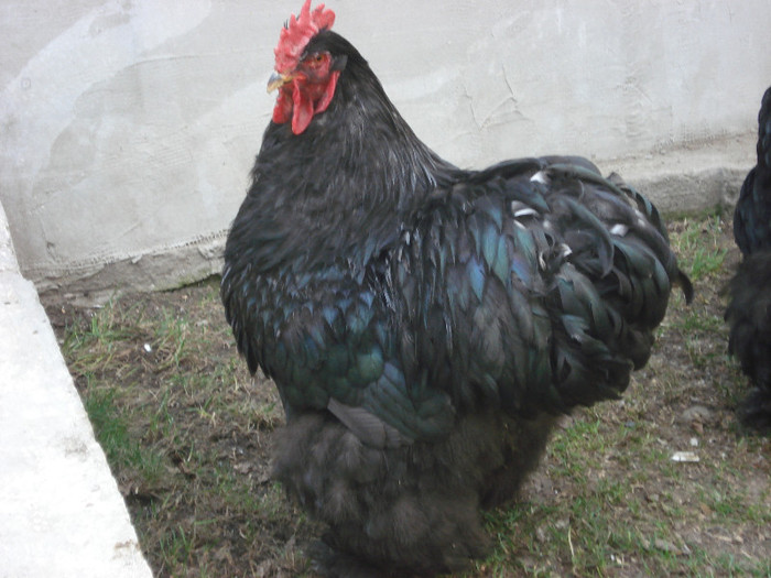 cocos negru 1; cocosul este tuns si are gulerul filat de gaina
