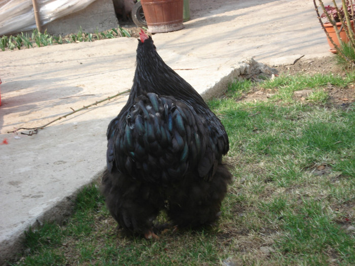 cochin negru din spate