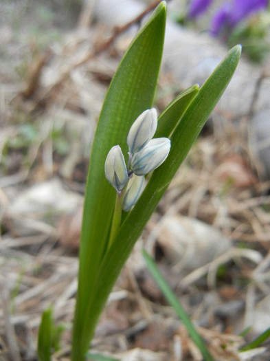 Puschkinia scilloides (2012, March 24)