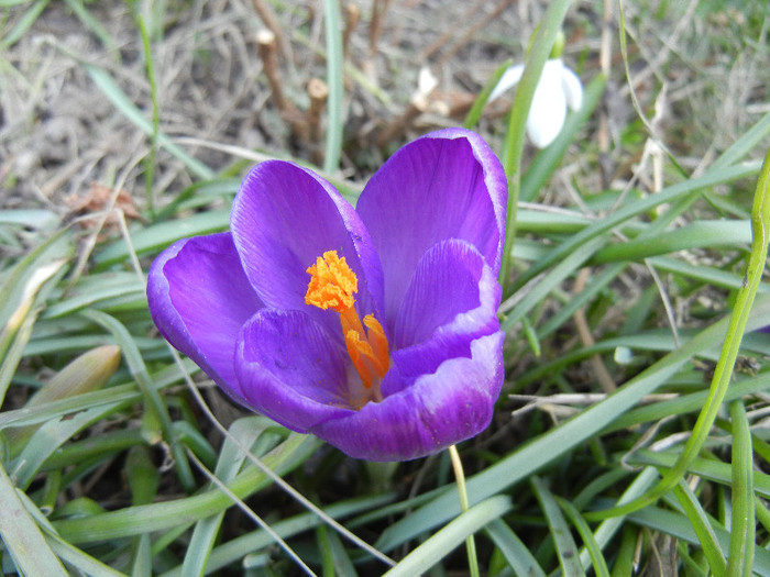 Crocus Flower Record (2012, March 23)