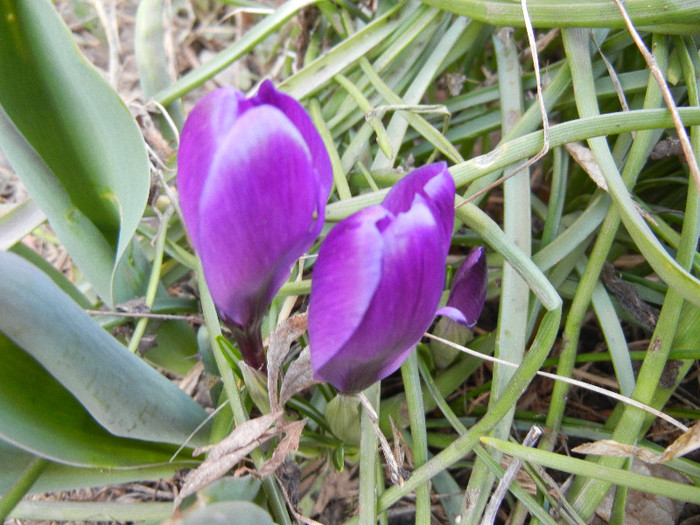 Crocus Flower Record (2012, March 24)